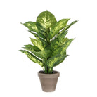Artificial plant Dieffenbachia Green by Mica Decorations