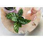 Kolibri Greens | Green Plant - Calathea - Green houseplant - Fresh from the grower - Ø9cm by Kolibri Company