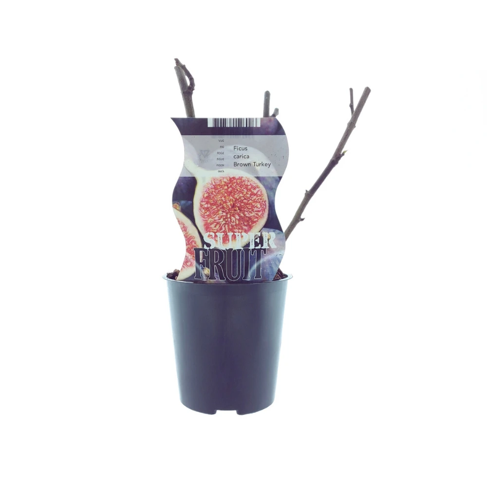 Ficus Brown Turkey (Feige) – Ø12 cm – ↕30 cm von MEERgroothandel Planten