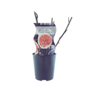 Ficus Brown Turkey (Feige) – Ø12 cm – ↕30 cm von MEERgroothandel Planten