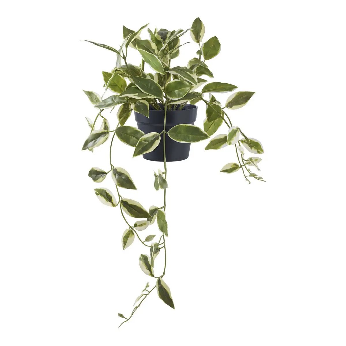 Hoya Carnosa by EMIRELLE