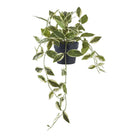 Hoya Carnosa by EMIRELLE