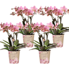 Kolibri-Orchideen | KOMBINATIONSPAKET mit 4 Phalaenopsis-Orchideen – Treviso – Topfgröße Ø12 cm | blühende Zimmerpflanze – frisch vom Züchter von Kolibri Company