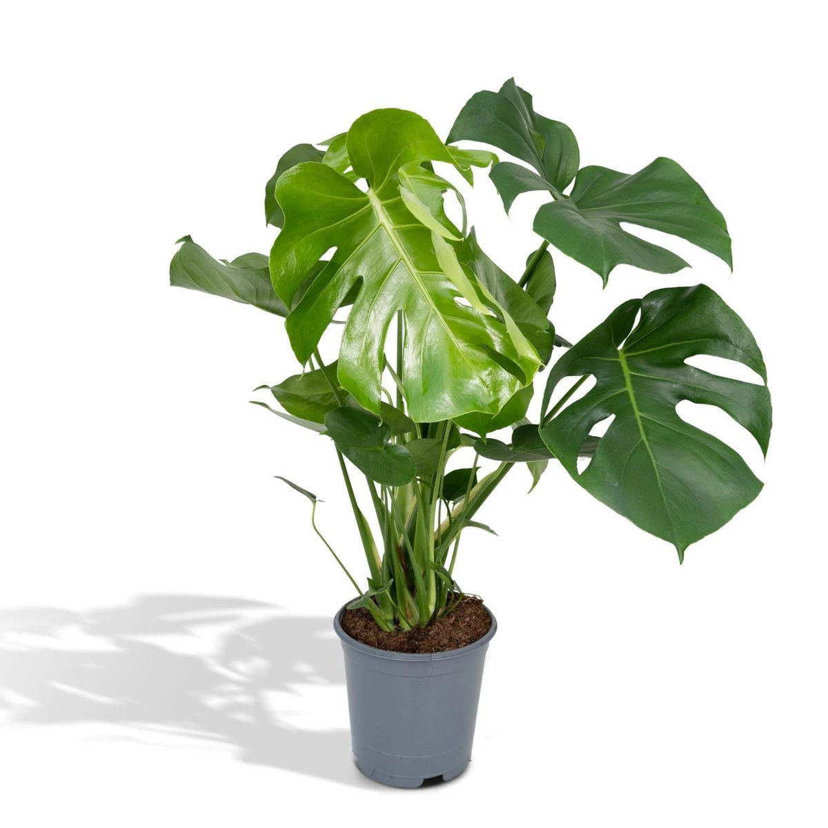 Monstera Deliciosa - Hole plant - Ø21cm - ↕65cm by MEERgroothandel Planten