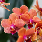 Hummingbird Orchids | Orange Phalaenopsis orchid - Mineral Bolzano + Bubble pot white - pot size Ø9cm | flowering houseplant - fresh from the grower by Kolibri Company