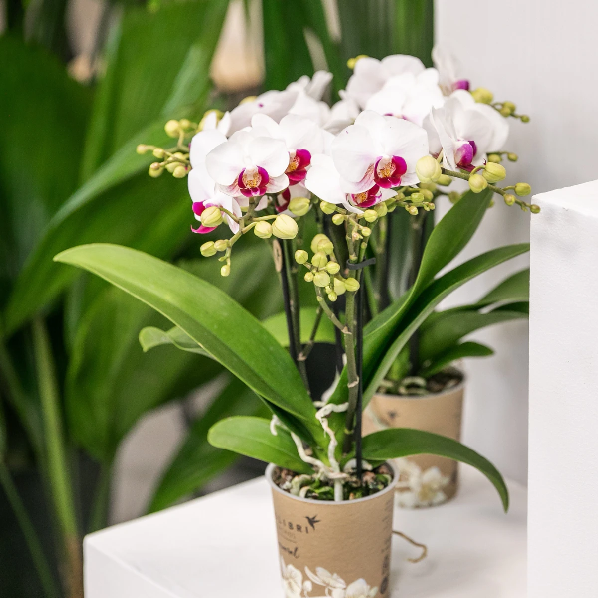 Colibr Orchids | white Phalaenopis orchid pot measure Ø9cm | Gibraltar | -driving room plant - freshly from the grower by Kolibri Company