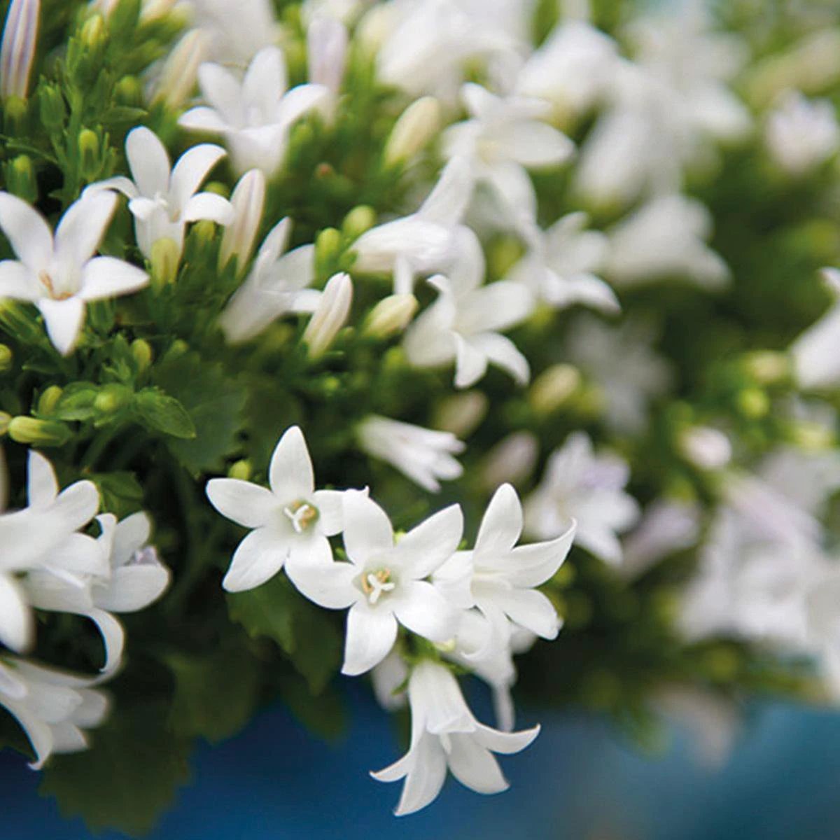 Campanula Addenda – Glockenblume weiß, Topfgröße 12 cm – 2 m² Bodendecker – 12 Stück – Ambella weiß – Gartenpflanzen – winterhart von Kolibri Company