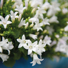 Campanula Addenda – Glockenblume weiß, Topfgröße 12 cm – 2 m² Bodendecker – 12 Stück – Ambella weiß – Gartenpflanzen – winterhart von Kolibri Company