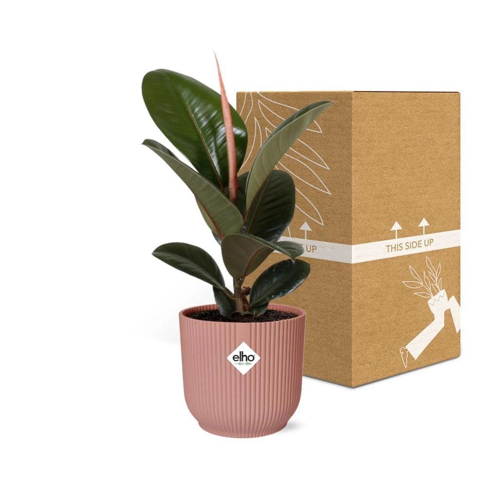 Ficus Elastica 'Robusta' in ELHO Vibes Fold 14cm pink by MEERgroothandel Planten