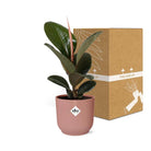 Ficus Elastica 'Robusta' in ELHO Vibes Fold 14cm pink by MEERgroothandel Planten