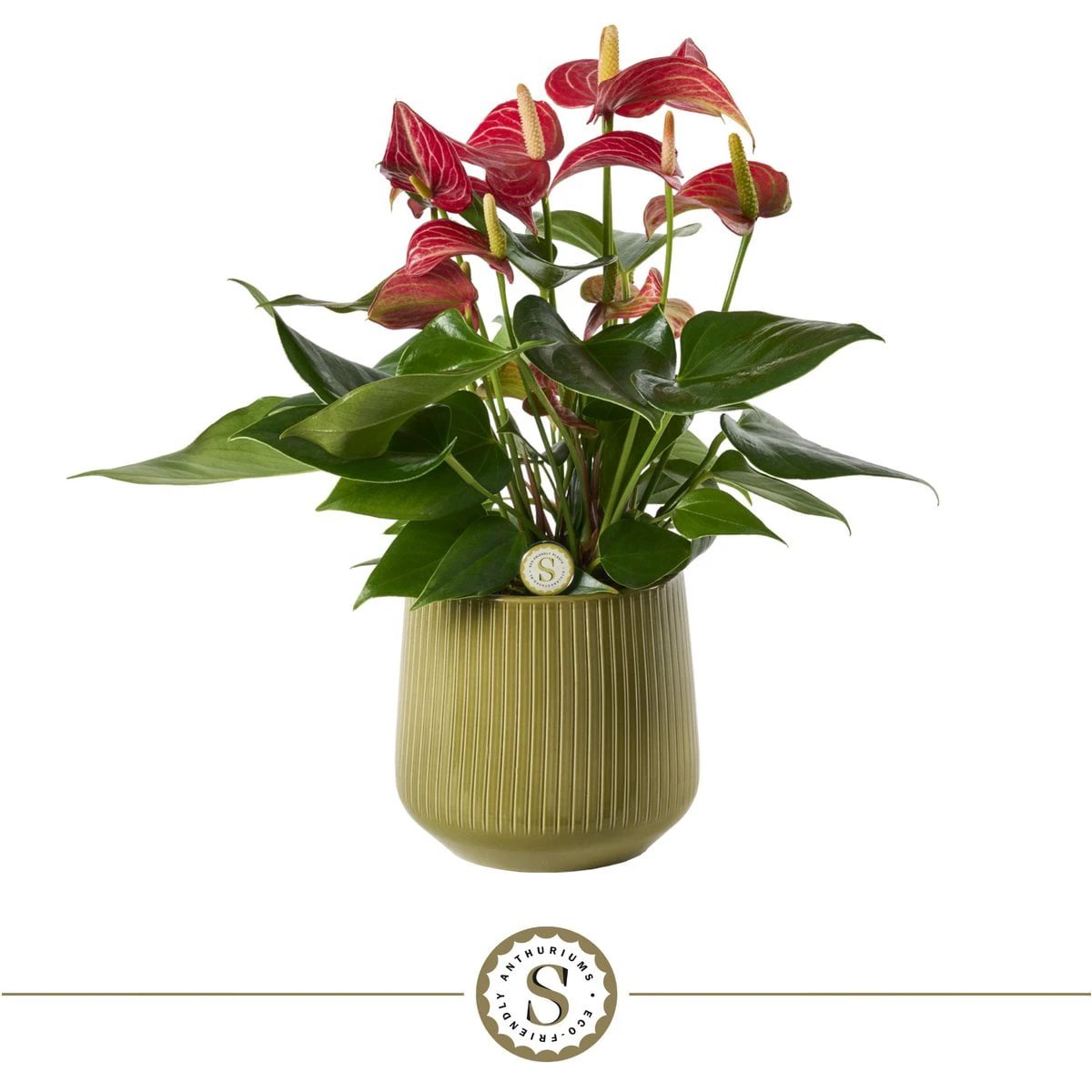 Green Livium by Blooming Luxury