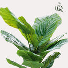 Kunstpflanze – Calathea Orbifolia – Schattenpflanze – 60 cm von Green boutiQ