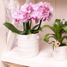 Hummingbird Home | Jug flower pot - White ceramic decorative pot Ø9cm by Kolibri Company