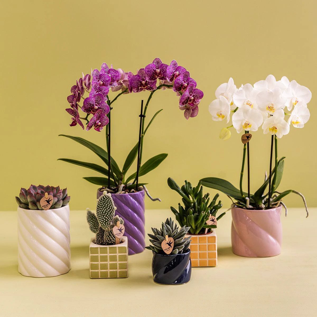 Kolibri Home | Candy sierpot | Hoog - White - Ø9cm by Kolibri Company