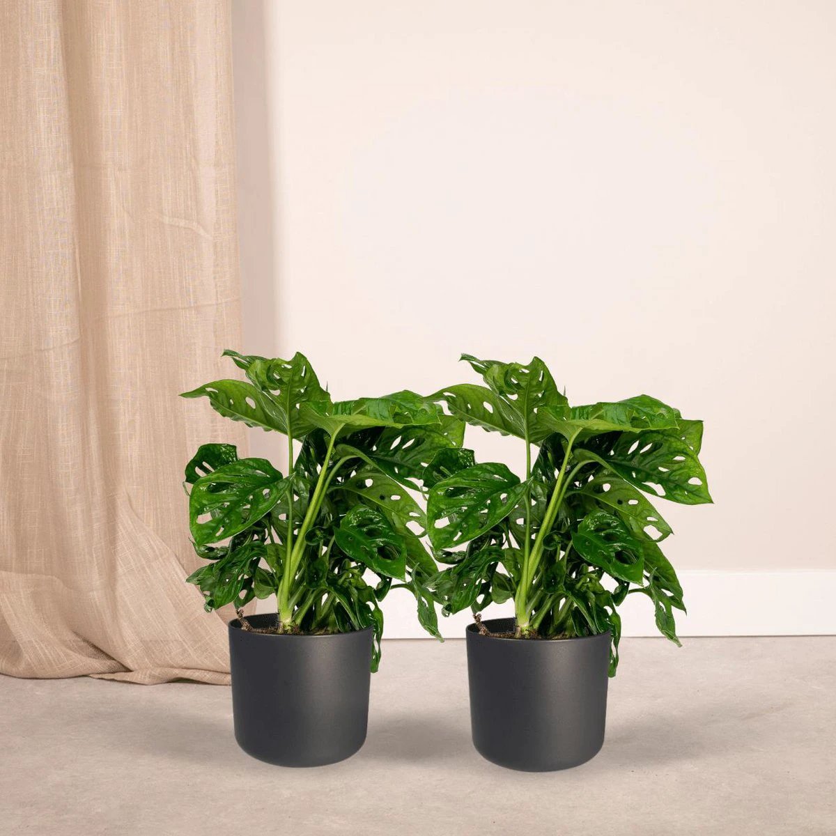 2x Monstera Monkey Leaf - Hole plant - 30cm - ø12 by MEERgroothandel Planten