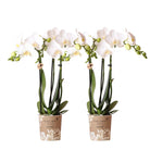 Colibr Orchids | COMBI DEAL from 2 white Phalaenopsis orchids - Amabilis - pot measure Ø9cm | -driving room plant - freshly from the grower by Kolibri Company