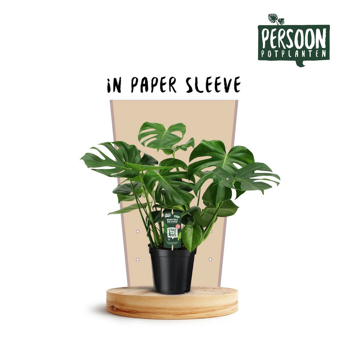 Monstera Deliciosa - Ø21cm - ↕75cm by MEERgroothandel Planten