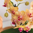 Hummingbird Orchids | Gift set Optimism small peach | Green plant with orange Phalaenopsis orchid in candy decorative pots on white organic tray by Kolibri Company