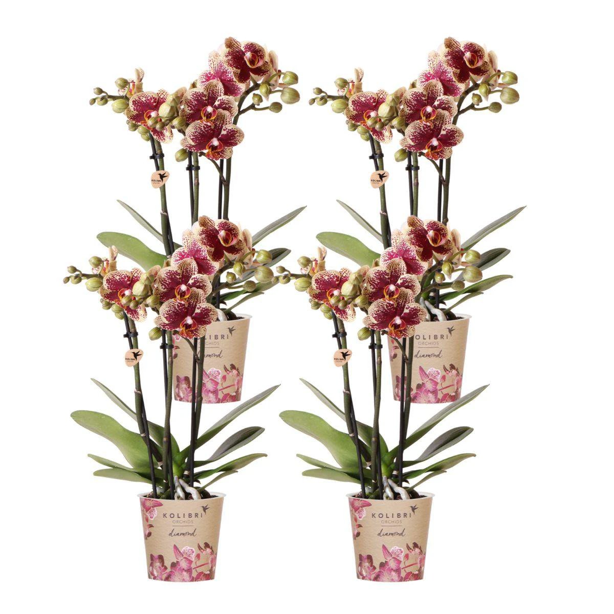 Hummingbird Orchids | COMBI DEAL of 4 yellow red phalaenopsis orchids - Spain - pot size Ø9cm | flowering houseplant - fresh from the grower by Kolibri Company