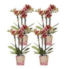 Kolibri-Orchideen Kolibri Company | Kombi-Angebot mit 4 gelb-roten Phalaenopsis-Orchideen – Spanien – Topfgröße Ø9 cm | blühende Zimmerpflanze – frisch vom Züchter durch Kolibri Company