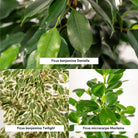 Ficus Benjamina Danielle - Ø21cm - ↕95cm + Ficus Benjamina Twilight - Ø21cm - ↕95cm + Ficus Microcarpa Moclame - Ø21cm - ↕95cm by MEERgroothandel Planten