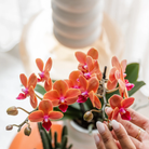 Hummingbird Orchids | Orange orchid Bolzano + Star Fish decorative pot - pot size Ø9cm | flowering houseplant - fresh from the grower by Kolibri Company