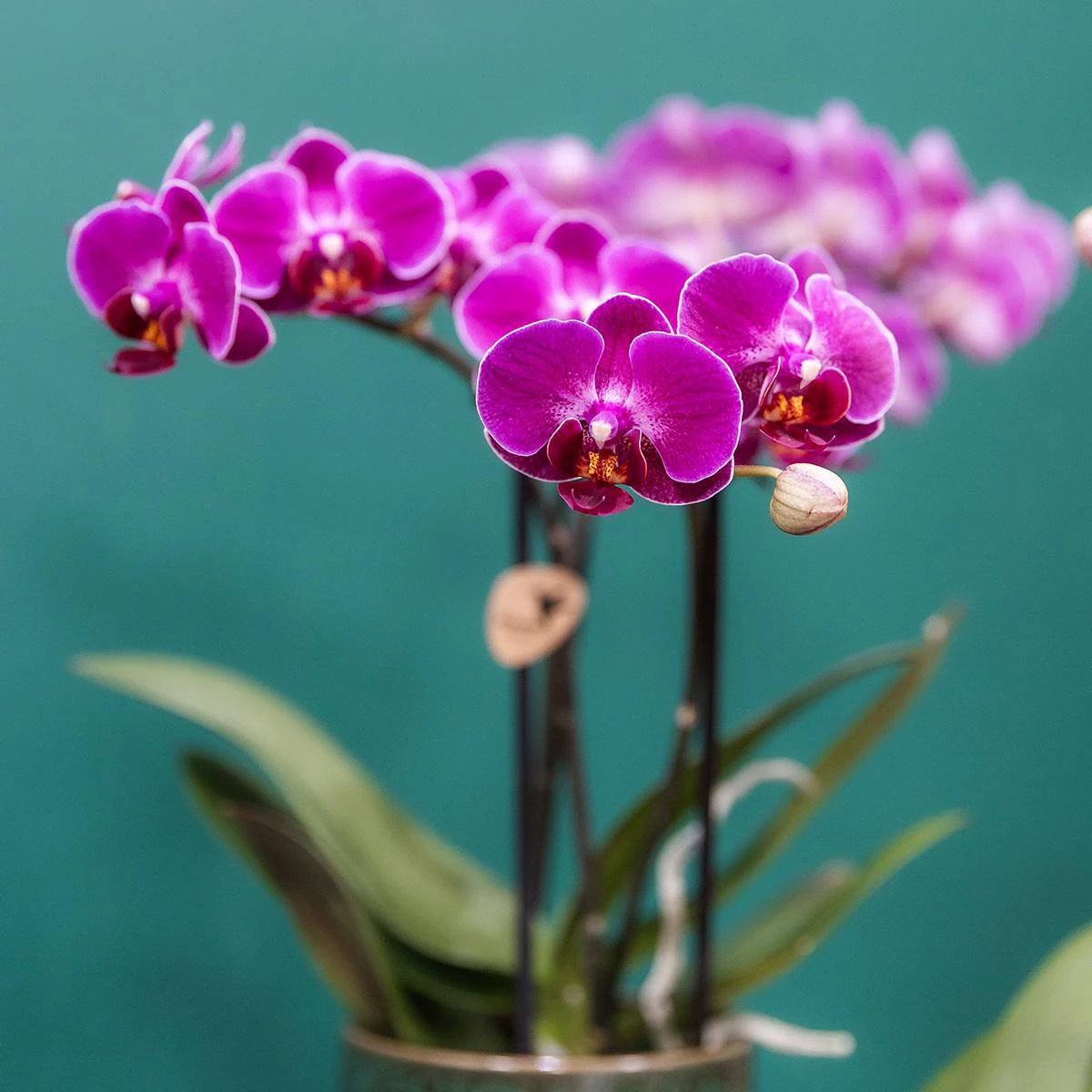 Kolibri Company Kolibri Orchids | Violette Phalaenopsis-Orchidee – Morelia Classy Green – Topfgröße Ø9 cm | blühende Zimmerpflanze – frisch vom Züchter