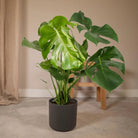 Monstera Deliciosa - Hole plant - Ø21cm - ↕65cm by MEERgroothandel Planten