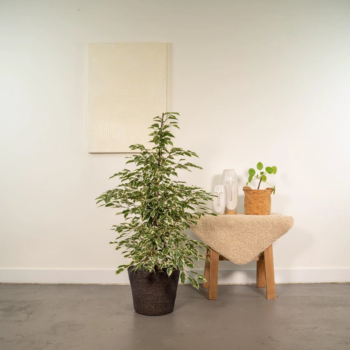 Ficus benjamina Twilight - ↨95cm - Ø21cm + Korb Igmar von MEERgroothandel Planten