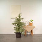 Ficus benjamina Twilight - ↨95cm - Ø21cm + Korb Igmar von MEERgroothandel Planten