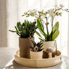 Hummingbird Company | Plant set Slow Living | White Phalaenopsis Orchid Lausanne and Succulents incl. ceramic decorative pots by Kolibri Company