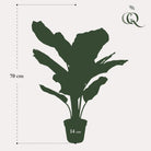 Kunstpflanze – Calathea Orbifolia – Schattenpflanze – 60 cm von Green boutiQ