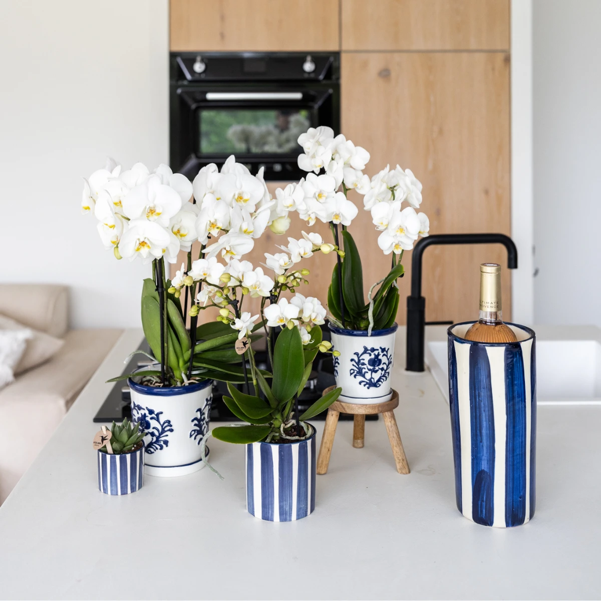 Kolibri Orchids | witte orchidee Amabilis + Malaga sierpot blauw - potmaat Ø9cm | bloeiende kamerplant - vers van de kweker by Kolibri Company