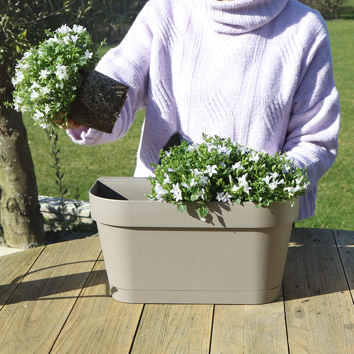 Campanula Addenda Ambella Intense Purple – Balkon-Eimer Weiß mit 3 Stück Campanula, Topfgröße 12 cm – inkl. Aufhängesystem – Klokjesbloem Violett – Stauden – Gartenpflanzen von Kolibri Company