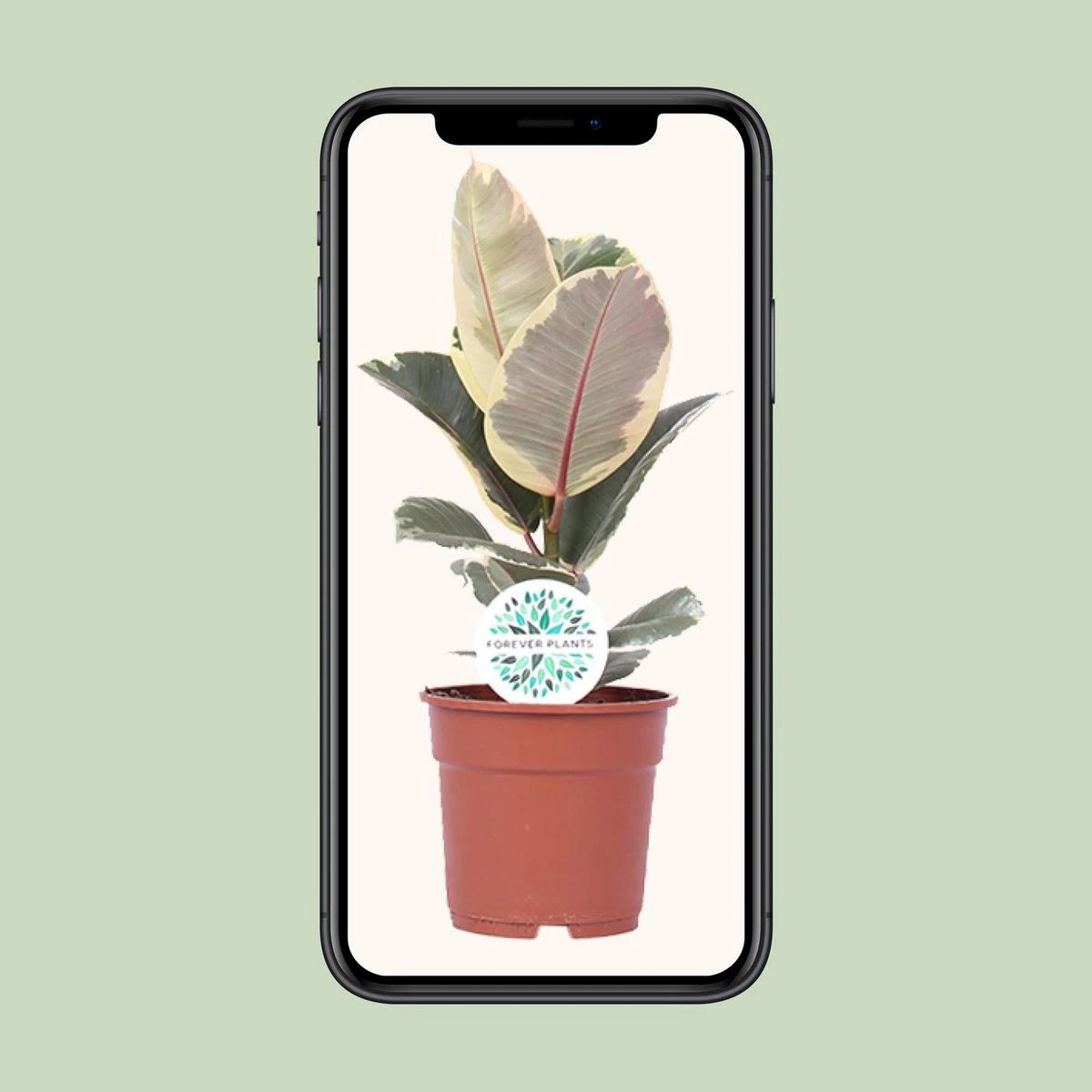 Ficus Elastica Tineke - Ø17cm - ↕50cm by MEERgroothandel Planten