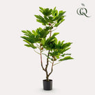 Art plant - Ficus Carica - Figen Tree - 95 cm by Green boutiQ