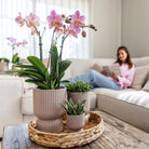 Kolibri-Orchideen | gelbe Phalaenopsis-Orchidee – Mexiko + Diabolo-Topf Sand – Topfgröße Ø9 cm | blühende Zimmerpflanze – frisch vom Züchter von Kolibri Company