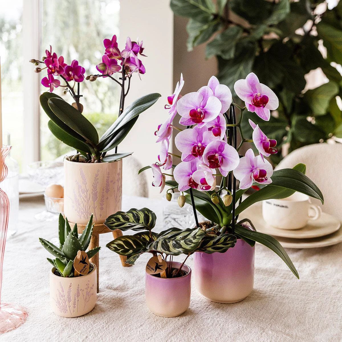 Kolibri Orchids | Roze orchidee Niagara Falls + Gradience sierpot roze - potmaat Ø9cm | bloeiende kamerplant - vers van de kweker by Kolibri Company