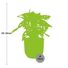 Monstera ‘Monkey Leaf’ in ELHO Vibes Fold 14cm geel by MEERgroothandel Planten