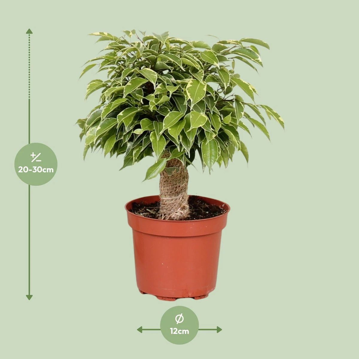 Ficus Benjamina Kinky - Ø12cm - ↕28cm by MEERgroothandel Planten