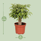 Ficus Benjamina Kinky - Ø12cm - ↕28cm by MEERgroothandel Planten