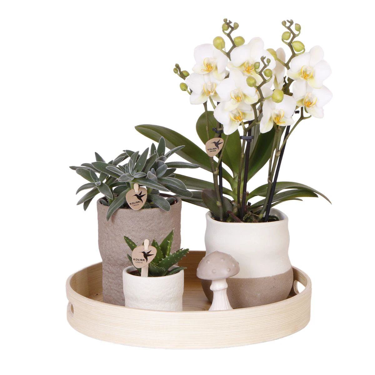 Hummingbird Company | Plant set Slow Living | White Phalaenopsis Orchid Lausanne and Succulents incl. ceramic decorative pots by Kolibri Company