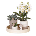 Hummingbird Company | Plant set Slow Living | White Phalaenopsis Orchid Lausanne and Succulents incl. ceramic decorative pots by Kolibri Company