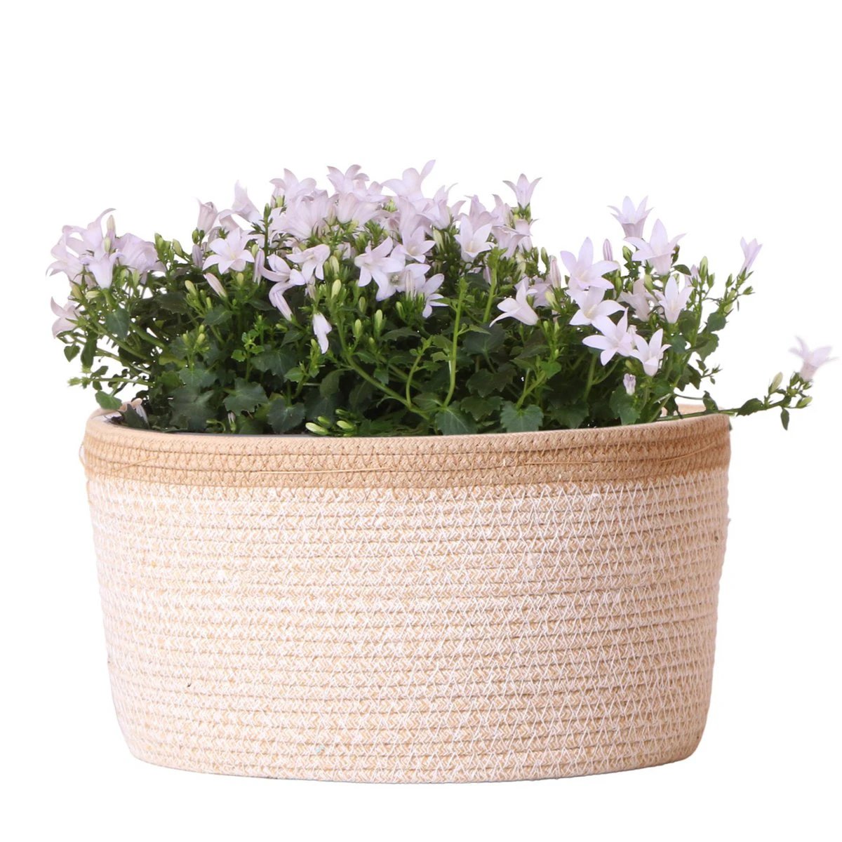Campanula Addenda Ambella White - Cotton Scale with Campanula With Water Give System - 3 Pieces - Klokjesbloem White - Pot size 12cm - Inside & Outside by Kolibri Company