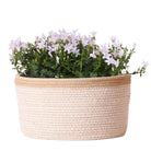Campanula Addenda Ambella Weiß – Baumwoll-Schuppen mit Campanula mit Wasser-Geben-System – 3 Stück – Klokjesbloem Weiß – Topfgröße 12 cm – Innen & Außen von Kolibri Company