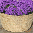 Campanula Addenda Ambella Intense Purple – Weidenkorb mit Campanula mit Wassergabesystem – 3 Stück – Klokjesbloem Purple – Topfgröße 12 cm – für Innen und Außen von Kolibri Company
