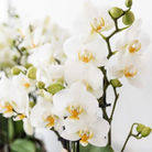 Kolibri Company | Pflanzenset Star Fish klein | Weiße Phalaenopsis-Orchidee Lausanne und Sukkulente inkl. dekorativer Keramiktöpfe auf weißem Bio-Tablett von Kolibri Company