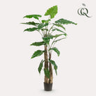 Art plant - Alocasia - Elephants ear - 180 cm by Green boutiQ