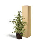 Ficus benjamina Twilight - ↨95cm - Ø21cm + Korb Igmar von MEERgroothandel Planten
