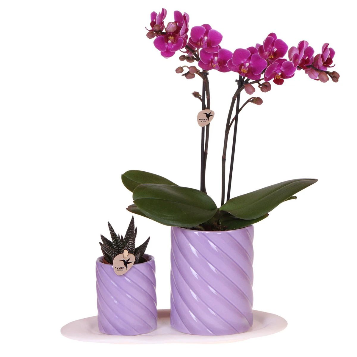 Hummingbird Orchids | Gift set Optimism small lilac | Green plant with orange Phalaenopsis orchid in candy decorative pots on white organic tray by Kolibri Company